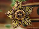Carrion Flower